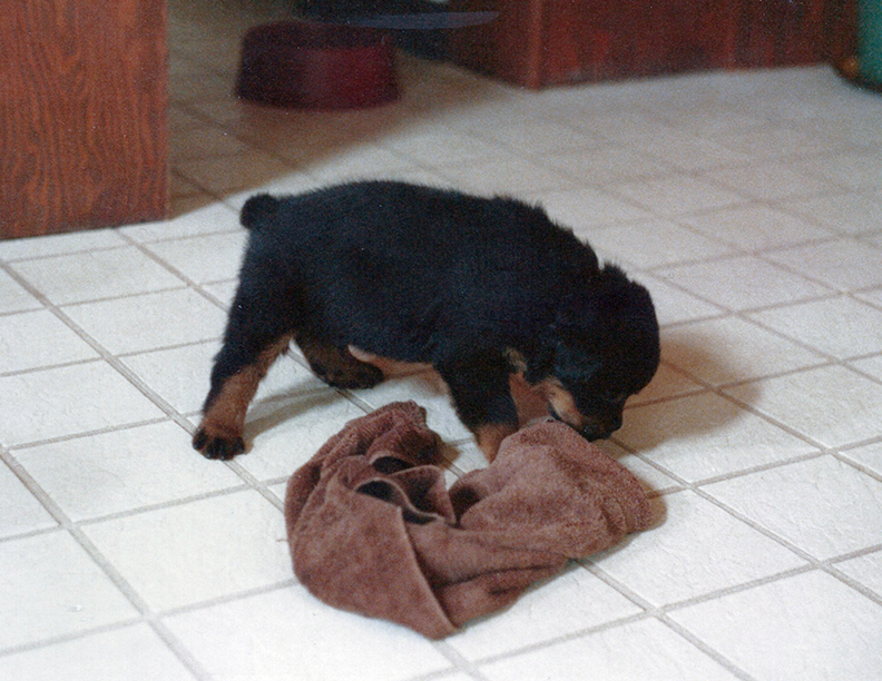 Chase at 4 weeks.